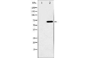 Image no. 1 for anti-V-Raf-1 Murine Leukemia Viral Oncogene Homolog 1 (RAF1) (pSer621) antibody (ABIN6256385)