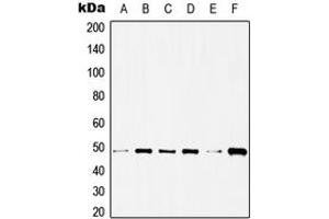 Image no. 3 for anti-Histone Deacetylase 3 (HDAC3) (C-Term) antibody (ABIN2704890)
