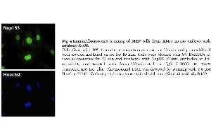Immunofluorescence (IF) image for anti-Nucleoporin 153kDa (NUP153) (AA 610-1191) antibody (ABIN2452062)