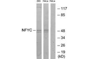 Image no. 1 for anti-Nuclear Transcription Factor Y, gamma (NFYC) (AA 1-50) antibody (ABIN1535125)