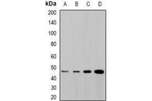 Image no. 2 for anti-Synaptotagmin IV (SYT4) (full length) antibody (ABIN6006152)