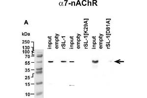 Image no. 1 for anti-Cholinergic Receptor, Nicotinic, alpha 7 (Neuronal) (CHRNA7) (AA 52-259) antibody (ABIN5611363)