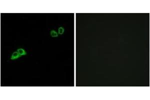 Image no. 1 for anti-Olfactory Receptor, Family 2, Subfamily AT, Member 4 (OR2AT4) (AA 271-320) antibody (ABIN1536035)