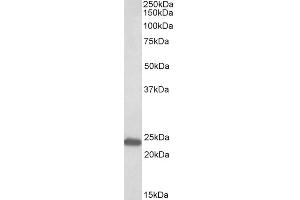 Image no. 1 for anti-GM2 Ganglioside Activator (GM2A) (AA 164-175) antibody (ABIN625812)