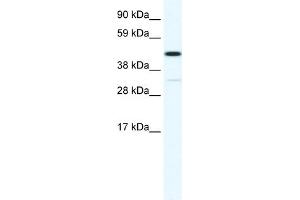 Image no. 1 for anti-Homeobox A3 (HOXA3) (N-Term) antibody (ABIN2780301)