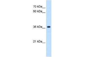 Image no. 2 for anti-MAS1 Oncogene (MAS1) (Middle Region) antibody (ABIN635593)