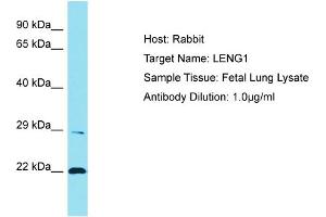 Image no. 1 for anti-Leukocyte Receptor Cluster (LRC) Member 1 (Leng1) (C-Term) antibody (ABIN2791638)