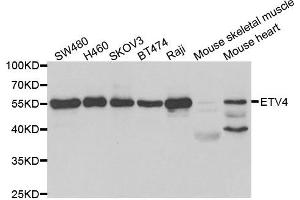 Image no. 1 for anti-Ets Variant 4 (ETV4) antibody (ABIN2562493)