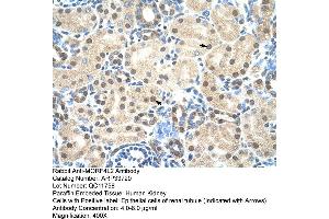 Image no. 2 for anti-Mortality Factor 4 Like 2 (MORF4L2) (N-Term) antibody (ABIN2778085)