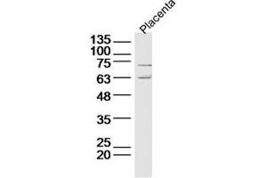 Image no. 3 for anti-E3 Ubiquitin-protein ligase DTX1 (DTX1) (AA 351-450) antibody (ABIN668125)