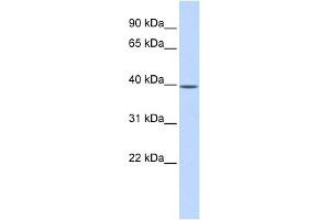 Image no. 1 for anti-Methionine Adenosyltransferase II, beta (MAT2B) (N-Term) antibody (ABIN632144)