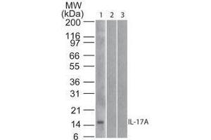 Image no. 1 for anti-Interleukin 17A (IL17A) antibody (ABIN1043781)