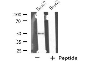 anti-Serine/threonine-Protein Kinase NIM1 (NIM1) (C-Term) antibody