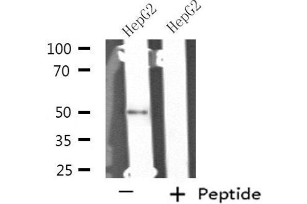 anti-Serine/threonine-Protein Kinase NIM1 (NIM1) (C-Term) antibody