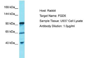 Image no. 1 for anti-FYVE, RhoGEF and PH Domain Containing 5 (FGD5) (C-Term) antibody (ABIN2791545)