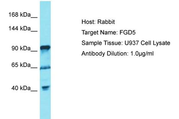 anti-FYVE, RhoGEF and PH Domain Containing 5 (FGD5) (C-Term) antibody