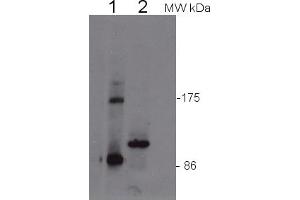 Image no. 1 for anti-Eukaryotic Translation Initiation Factor 2C, 4 (EIF2C4) antibody (ABIN3197495)