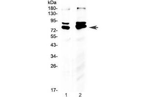 Image no. 5 for anti-Nuclear Respiratory Factor 1 (NRF1) (Middle Region) antibody (ABIN3032069)