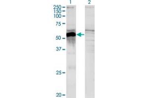 Image no. 1 for anti-POU Class 3 Homeobox 2 (POU3F2) (AA 1-67) antibody (ABIN562322)