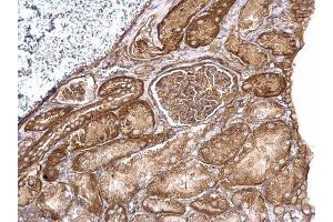 IHC-P Image Aldolase A antibody detects Aldolase A protein at cytosol on mouse kidney by immunohistochemical analysis.
