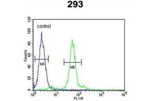 Image no. 1 for anti-Lysyl Oxidase (LOX) (AA 240-269), (Middle Region) antibody (ABIN953265)