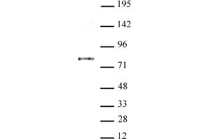 Image no. 2 for anti-Apoptosis Antagonizing Transcription Factor (AATF) (AA 1-39) antibody (ABIN6971349)