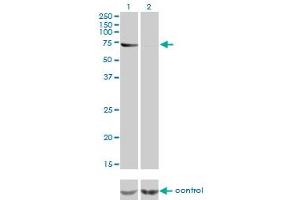 Image no. 2 for anti-ATP-Binding Cassette, Sub-Family F (GCN20), Member 2 (ABCF2) (AA 1-110) antibody (ABIN564348)
