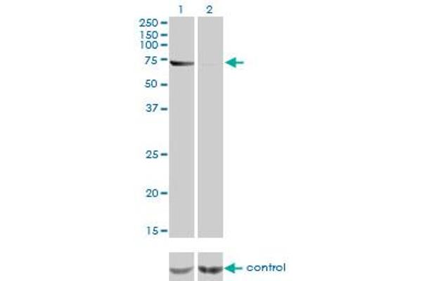 ABCF2 antibody  (AA 1-110)