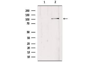 anti-ER Degradation Enhancer, Mannosidase alpha-Like 3 (EDEM3) (C-Term) antibody