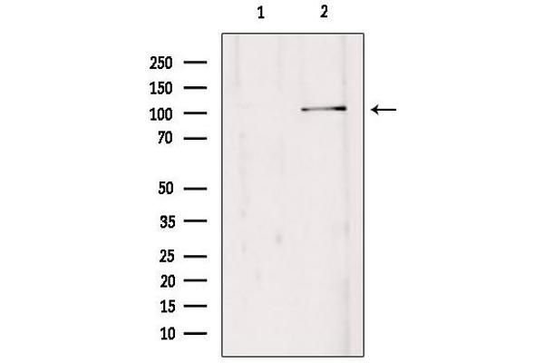 anti-ER Degradation Enhancer, Mannosidase alpha-Like 3 (EDEM3) (C-Term) antibody
