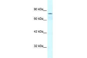 Image no. 1 for anti-Collectin Sub-Family Member 12 (COLEC12) (Middle Region) antibody (ABIN2779674)