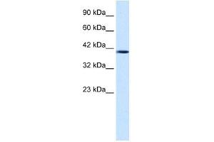 Image no. 2 for anti-Nucleobindin 2 (NUCB2) (Middle Region) antibody (ABIN630150)