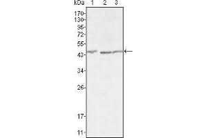 Image no. 2 for anti-DKK3 antibody (ABIN1724727)