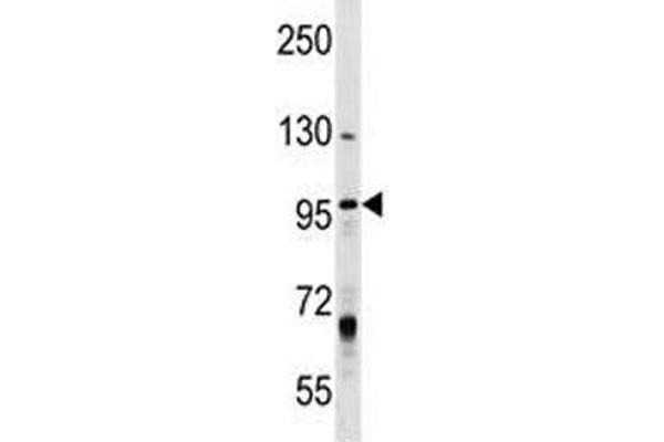 MCM8 antibody  (AA 322-350)