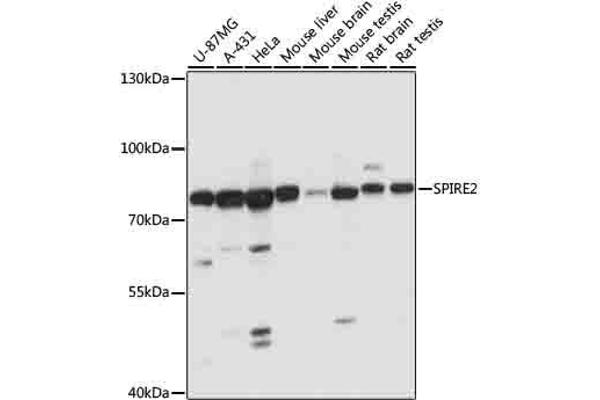SPIRE2 antibody  (AA 1-190)