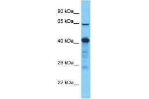 Image no. 1 for anti-Solute Carrier Family 22 (Organic Cation Transporter), Member 7 (SLC22A7) (N-Term) antibody (ABIN5516164)
