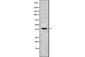 Image no. 1 for anti-NUDC (C-Term) antibody (ABIN6263761)