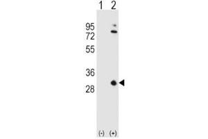 Image no. 6 for anti-Apolipoprotein A-I (APOA1) (AA 10-37) antibody (ABIN3029990)
