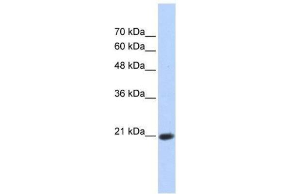 anti-Transcription Elongation Factor A (SII)-Like 8 (TCEAL8) (Middle Region) antibody