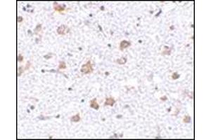 Image no. 1 for anti-Mesencephalic Astrocyte-Derived Neurotrophic Factor (MANF) (C-Term) antibody (ABIN500224)