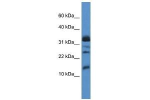 Image no. 1 for anti-Elongation Factor 1 Homolog (ELOF1) (Middle Region) antibody (ABIN926495)