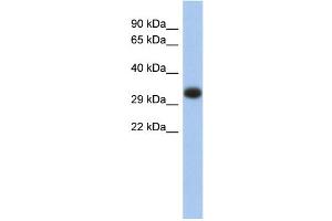 Image no. 1 for anti-Major Histocompatibility Complex, Class II, DP alpha 1 (HLA-DPA1) (Middle Region) antibody (ABIN2784090)