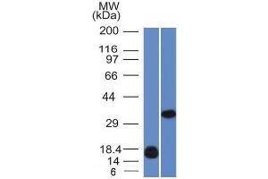 Image no. 1 for anti-Lectin, Galactoside-Binding, Soluble, 13 (LGALS13) (AA 23-134) antibody (ABIN6939562)