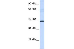 Image no. 1 for anti-Hydroxyacid Oxidase 2 (HAO2) antibody (ABIN631486)