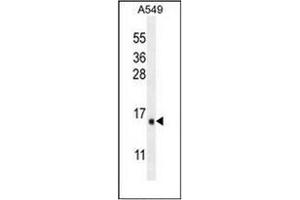 Image no. 5 for anti-Immediate Early Response 3 (IER3) (AA 45-73), (N-Term) antibody (ABIN952818)