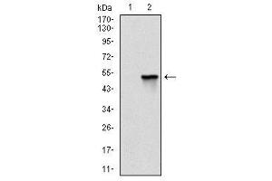 Image no. 4 for anti-Fast Skeletal Troponin I (TNNI2) antibody (ABIN1107197)