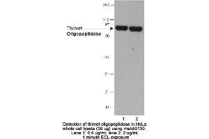 Image no. 1 for anti-Thimet Oligopeptidase 1 (THOP1) (AA 56-72) antibody (ABIN363284)
