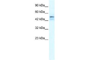 Image no. 1 for anti-One Cut Homeobox 2 (ONECUT2) (Middle Region) antibody (ABIN2776431)