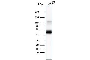 Western Blot Analysis of human HT29 cell lysate usingCK20 Mouse Monoclonal Antibody (KRT20/3145).