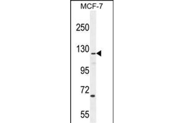 CASKIN2 antibody  (AA 714-741)